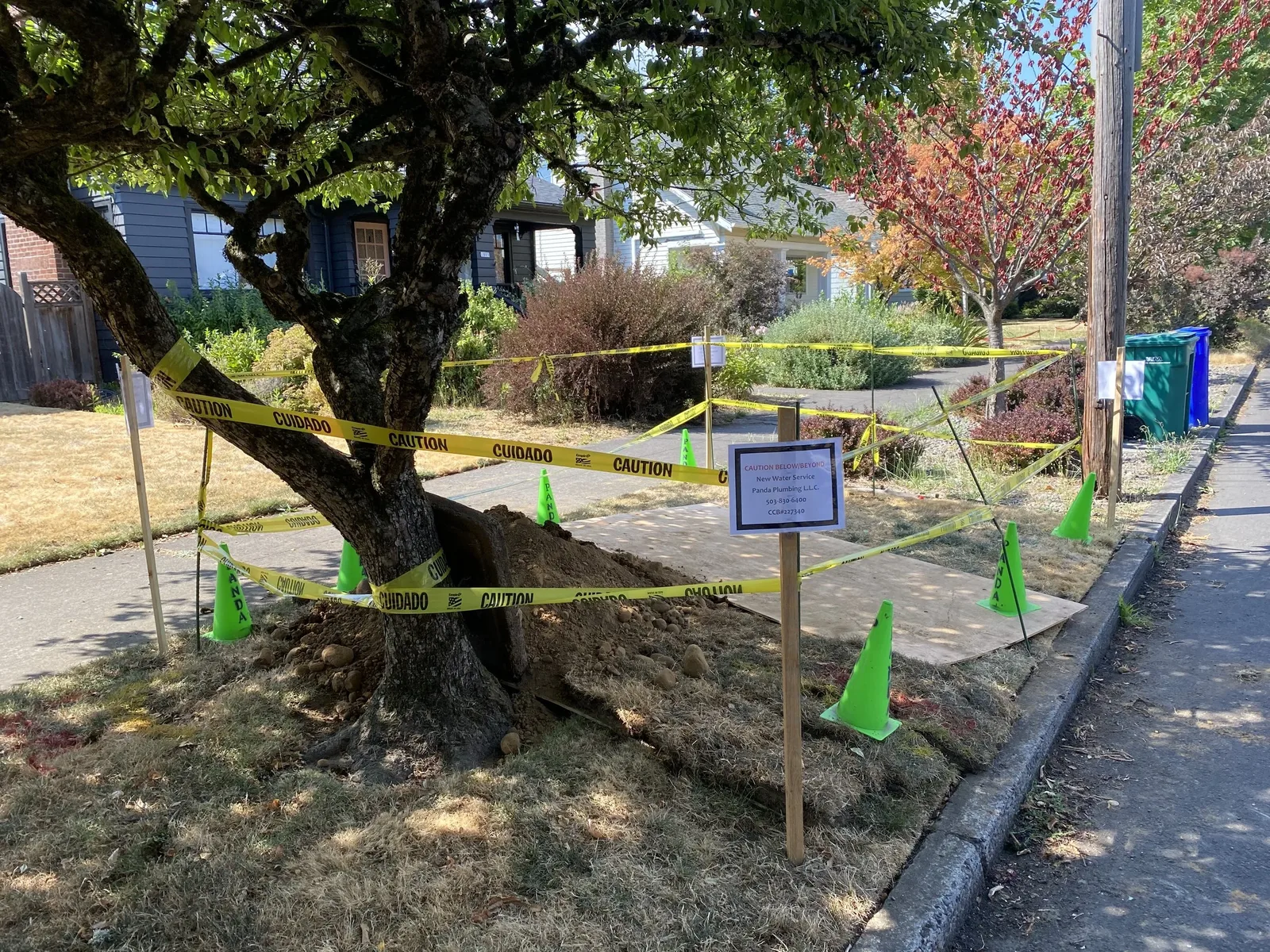 Water service work zone taped off around a mature tree with cones, plywood, and a posted Panda Plumbing notice
